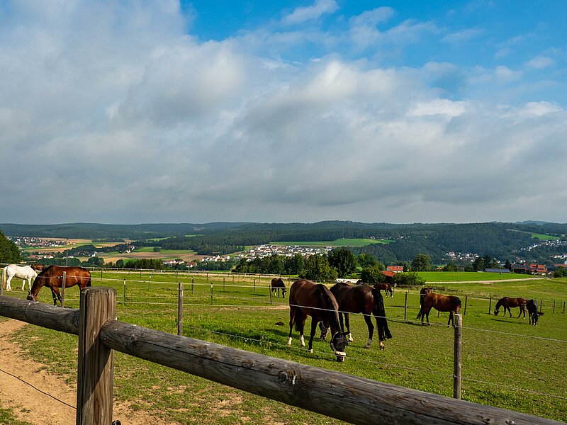 Grasende Pferde auf der Reitanlage Zeitlhof in Wenzenbach
